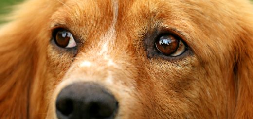 Close-up of dog's eyes