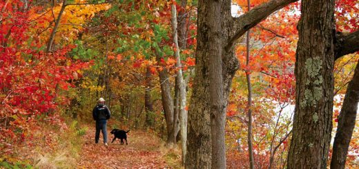 Walking dog in a forest during Fall